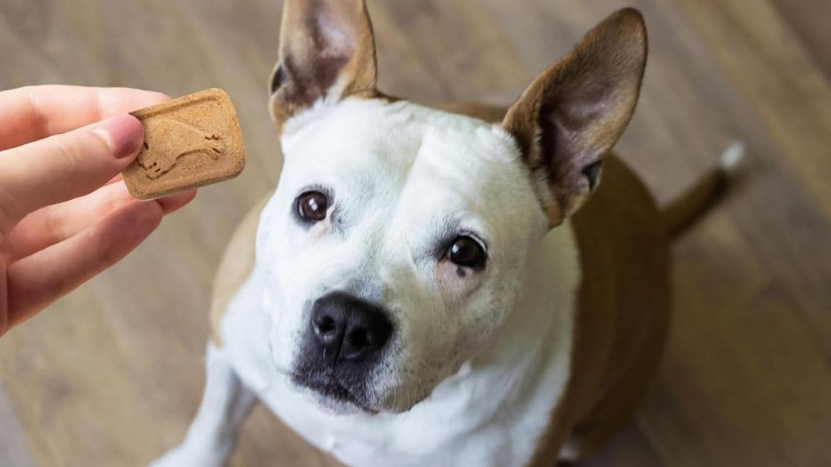Blue Buffalo Health Bars: Apples & Yogurt Crunchy Dog Biscuits Review (2025)