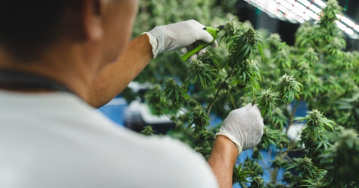 Medical cannabis plants being trimmed by gloved technician in controlled indoor facility